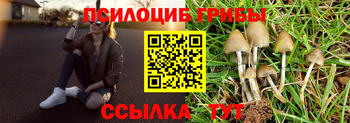 Ефремов  Галлюциногенные грибы MAGIC MUSHROOMS  Вход с VPN 